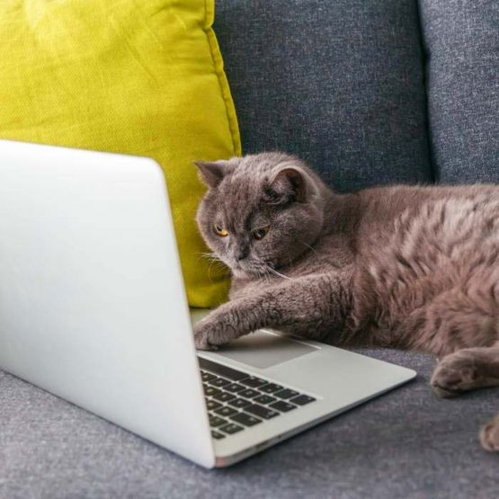 gatto-davanti-al-computer-petsitterroma.com