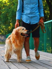 dog-walker-petsitterroma.com